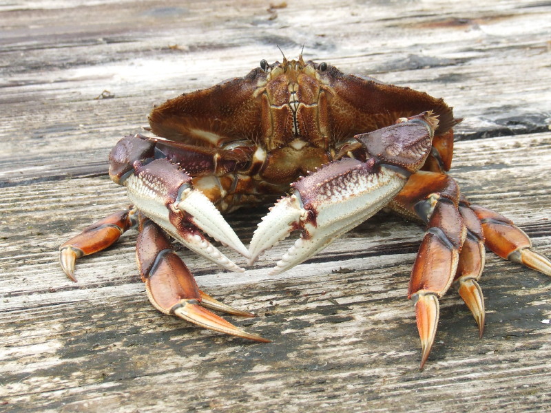 One of the crabs continuing our cruise with us.